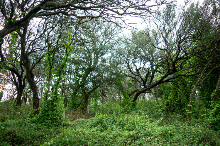 Reserva Natural Monte Alegre