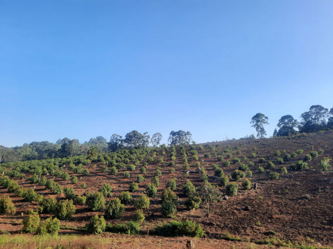 Bula Garden Tanzania