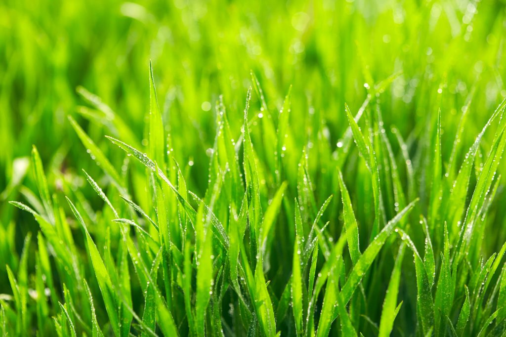 GreenSci