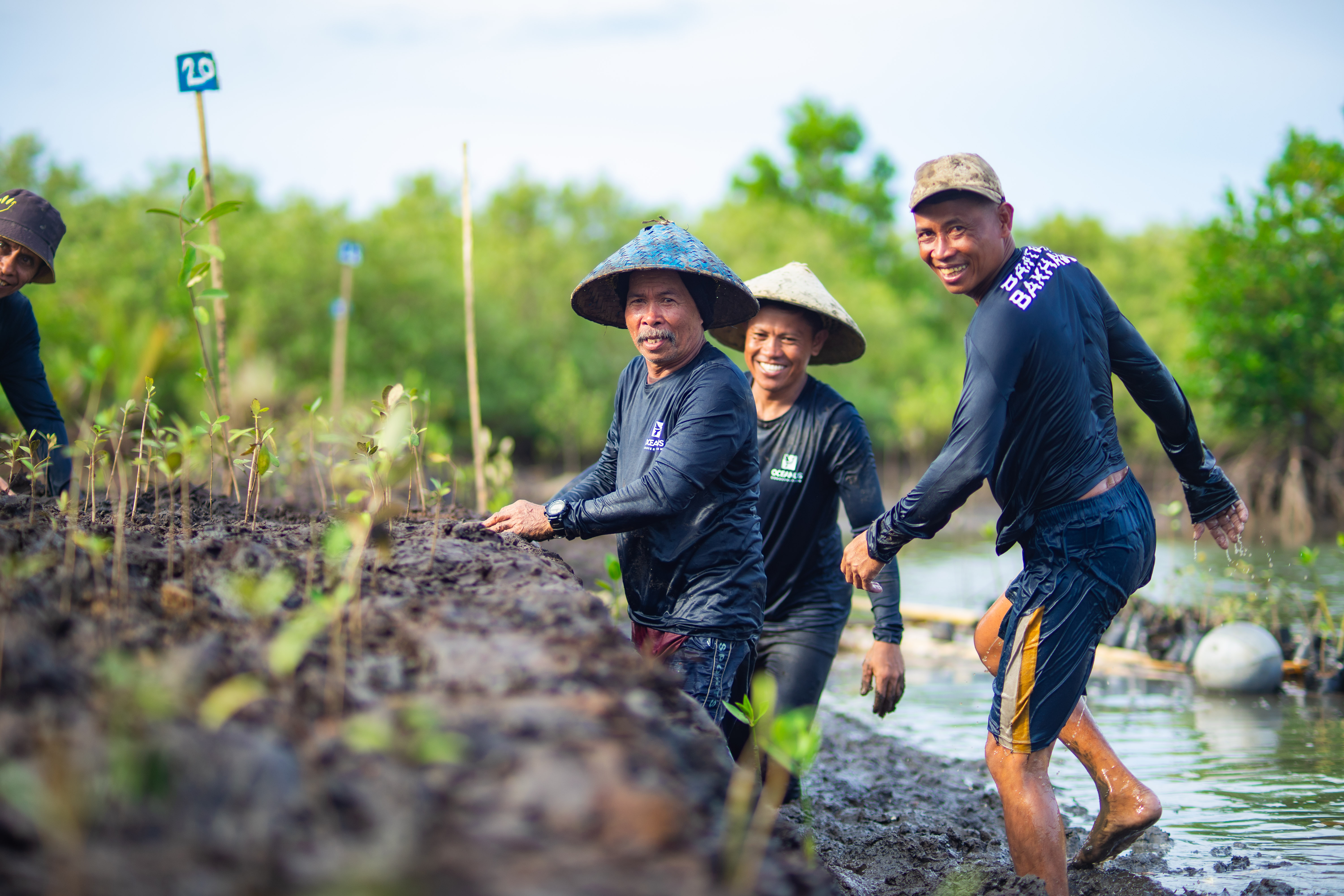 Mangrove restoration in the Philippines